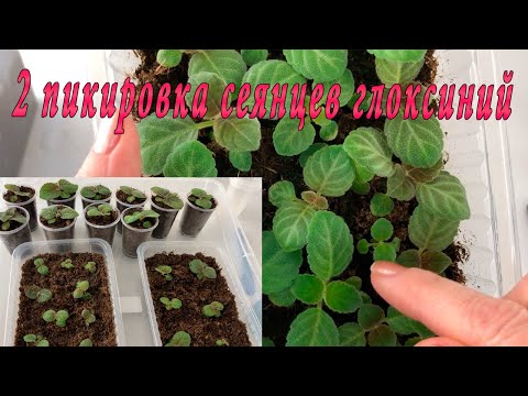 Видео: Вторая пикировка сеянцев. Ответы на Ваши вопросы!