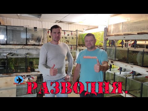 Видео: Разводня.