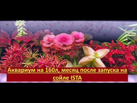 Видео: Аквариум на 160л, месяц после запуска на сойле ISTA
