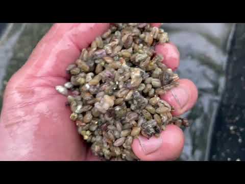 Видео: Подготовка теплиц к зиме