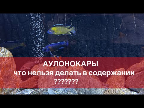 Видео: АУЛОНОКАРЫ, что нельзя делать в содержании?