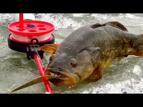 Видео: Ловля Крупного Ротана по первому льду зимой на Блесну и Мормышку