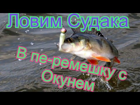 Видео: Ловим летом судака в пе ремешку с окунем