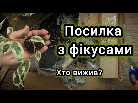 Видео: Посилка з ФІКУСАМИ. Що сталося та хто вижив + ПЕРЕСАДКА