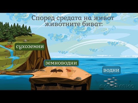 Видео: Животните в природата - Човекът и природата 3 клас | academico