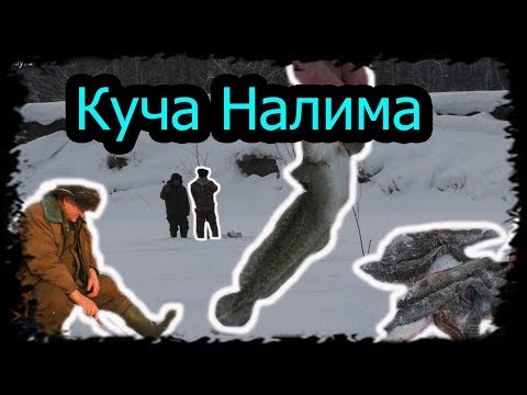 Видео: Зимняя рыбалка на Налима " Тычки, Поставки" р. Иня  Куча налима))