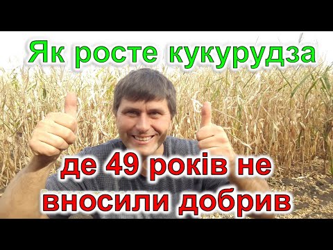 Видео: Ця кукурудза росте без добрив 49 років!