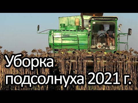 Видео: Уборка подсолнечника 2021г. Новый рекорд урожайности для нас!