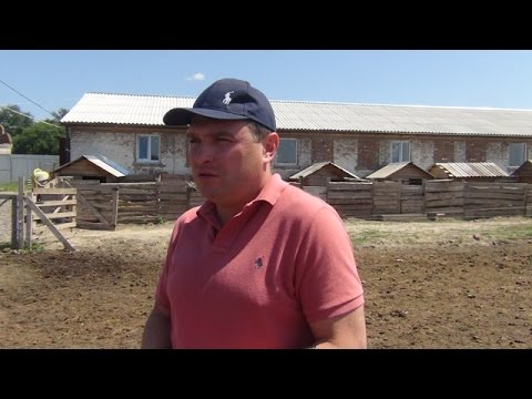 Видео: Опыт фермера Евгения Андриенко по разведению свиней порды Венгерская мангалица