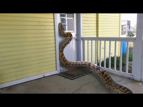 Видео: Удивительные случаи, когда животные забрались в дом к людям