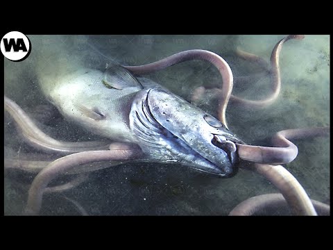 Видео: Самая Страшная и Опасная Рыба на Земле