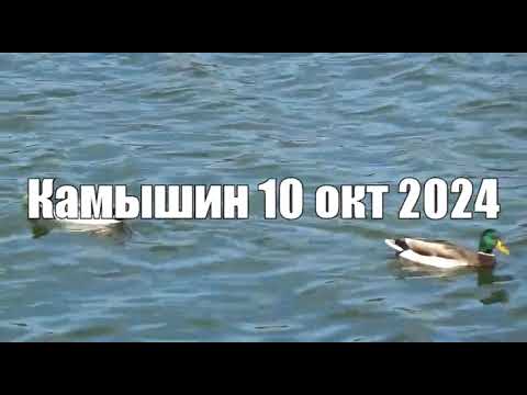 Видео: Камышин  10 окт 2024