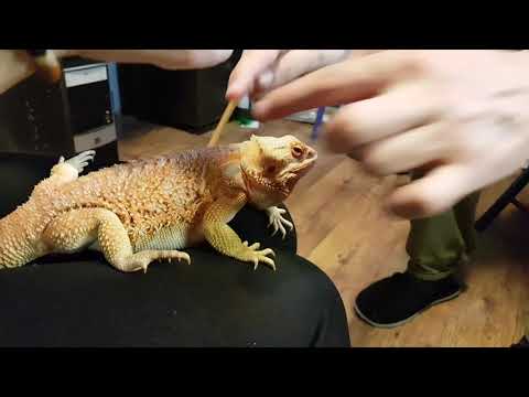 Видео: Опять понаехавшие из зоопарка странные люди стрессируют моих зверей.