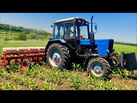 Видео: Междурядная культивация кукурузы с подкормкой