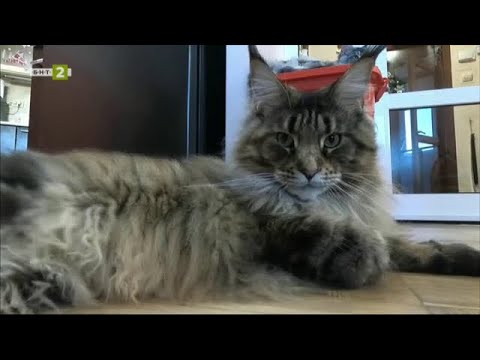 Видео: Породата котки Мейн Куун - "Време за губене" - 20.01.2024 по БНТ