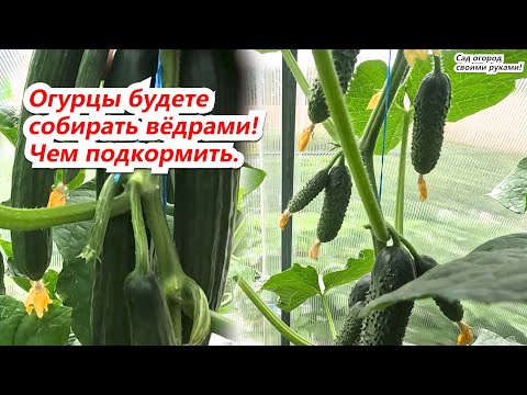 Видео: Подкормка огурцов для быстрого укрупнения.