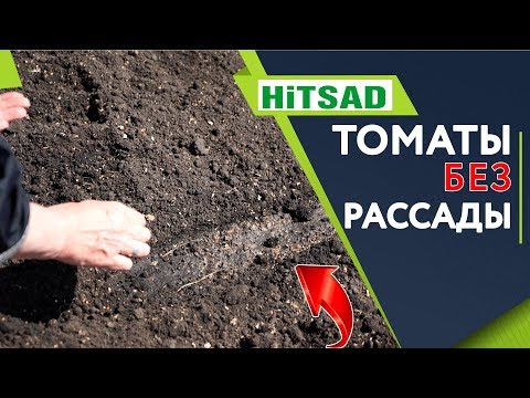 Видео: Посев Томатов  В открытый грунт ✔️ Томаты БЕЗ Рассады 🍅 Советы Садоводам От Хитсад ТВ