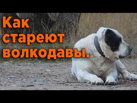 Видео: Басар меня пугает. Возрастные изменения Басара. Как стареют Волкодавы.