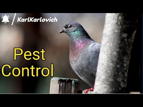 Видео: Pest Control - Отстрел Голубей На Ферме | Shooting Pigeons On The Farm