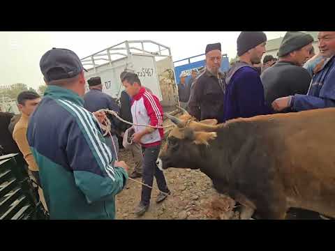 Видео: ИСКРА МОЛ БОЗОРДА КАТА МОЛ МАЙДА МОЛ НАРХЛАРИ ЖИГАРЛАРИМ 😱