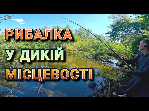 Видео: Подорож до диких карасів! Рибалка на поплавок / змагання день 12