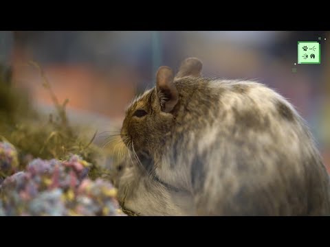 Видео: Особенности содержания и размножения дегу. Выставка животных ""Зоопалитра".