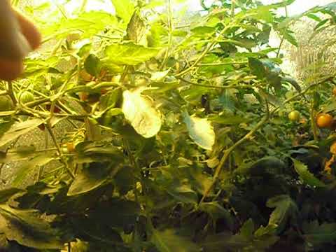 Видео: Тепличка в подвале многоквартирного дома