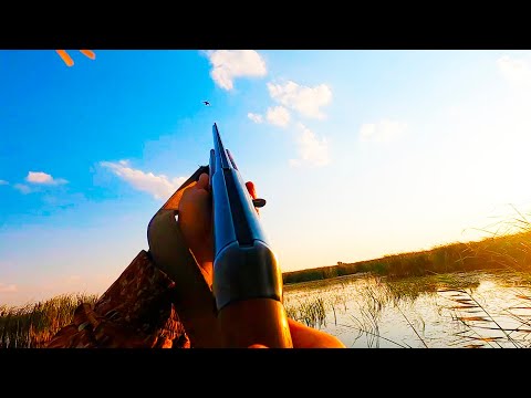 Видео: Открытие охоты на утку. Красивые налеты, точные выстрелы.