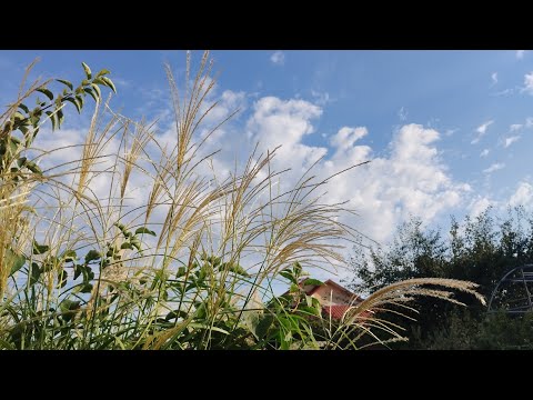 Видео: Міскантуси,які цвітуть найпершими в саду. Ранньоквітучі міскантуси