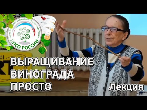 Видео: Как вырастить виноград. Лекция о выращивании винограда.