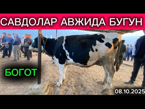 Видео: ОНА БОЛА КСИР ВА БУГОЗ СИГИР НАРХЛАРИ БОГОТ МОЛ БОЗОРИ САВДОЛАР ОЛАМИ 08.10.2025