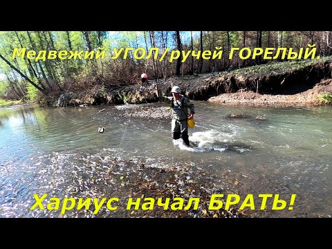 Видео: Рыбалка ,Ловля ХАРИУСА в МАЕ/Мы и не МЕЧТАЛИ что будет так клевать ХАРИУС!/ручей. Медвежий ГОРЕЛЫЙ/