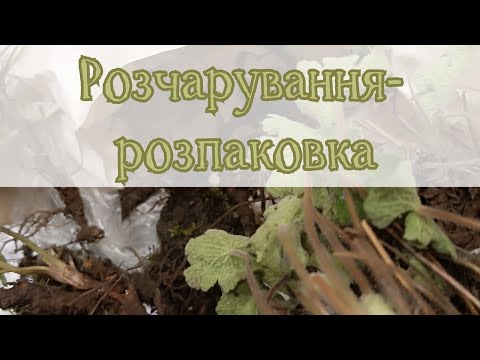 Видео: Розпаковка- розчарування