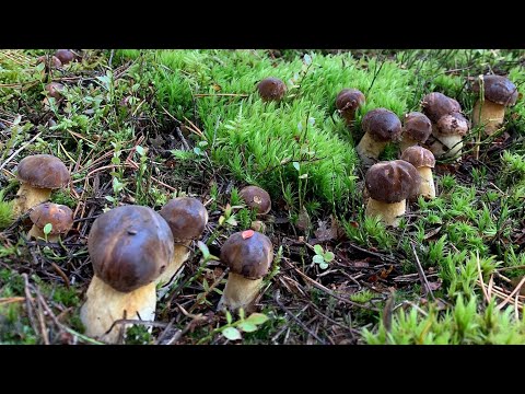 Видео: 125 ГРИБОВ С ДВУХ ПОЛЯН! Польские боровые и белые грибы! Беларусь!