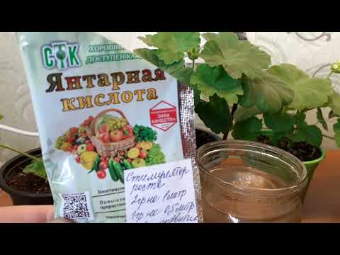 Видео: Эту пеларгонию подкормим удобрением,которое даст ей умеренный рост,крупный цветок и здоровый вид.