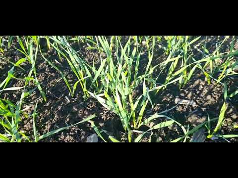 Видео: Всходы 2025, сорт Век. 