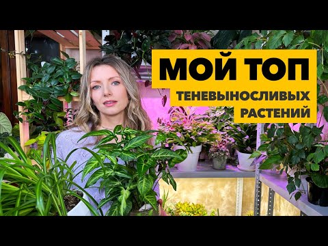 Видео: Теневыносливые комнатные растения  » Выбор растений для плохо освещённых помещений