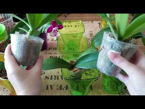 Видео: Посадка орхидеи Фаленопсис в размере 2,5. Обзор важных вопросов