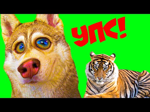 Видео: Я УКУСИЛ ТИГРА ЗА НОС!! (Хаски Бублик) Говорящая собака Mister Booble