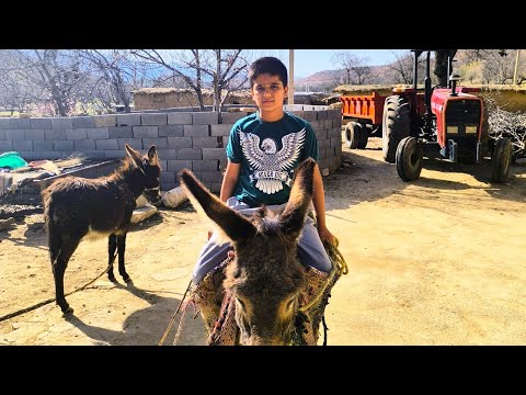 Видео: Ароматный хлеб с фенхелем и яичным желтком