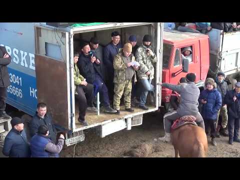 Видео: Тастанқұловтар әулеті көкпары Сарыагаш 13 02 20 №2