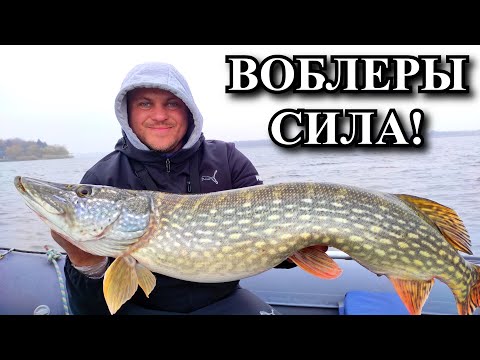 Видео: Воблеры Сила! И в толще и на дне! Ратлины и все о них на классной рыбалке.