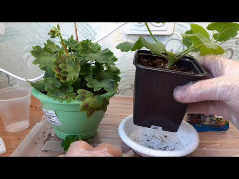 Видео: Соблюдайте эти условия выращивания пеларгонии,потом получите   такой цветок.