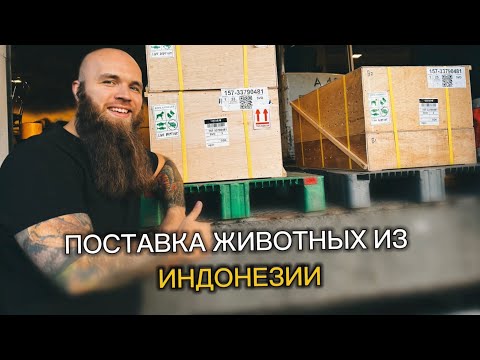 Видео: Полтысячи рептилий в Шереметьево/ Долгожданная поставка