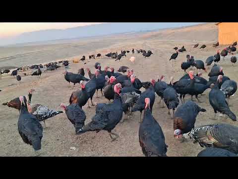 Видео: Индюктар индюктар адрес Ошто Кенеш айылында 0776165059 0500009857 