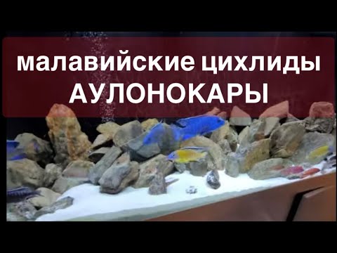 Видео: Малавийские цихлиды Аулонокары из Германии