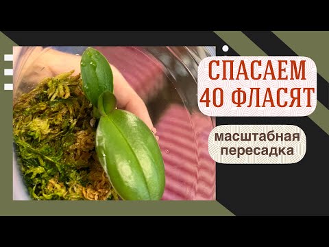 Видео: ПЕРЕСАДКА 40 орхидей из фласки | Редкие капризные гибриды