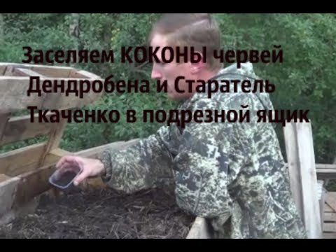 Видео: АТ164 заселение коконов в ящик Чёрного Принца Старателя Дендробены ККЧТ и др.