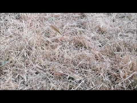 Видео: Адна, iзноў адна