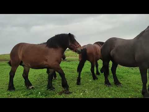 Видео: 🔥ПОЛЬСЬКА КОБИЛА  В ТОННУ ВАГИ 💪НА ПРОДАЖУ💰 з документами